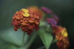 Lantana