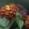 Lantana