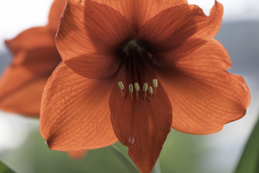 Amaryllis