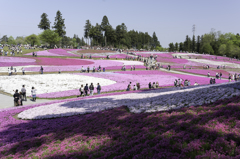 秩父羊山公園の芝桜１