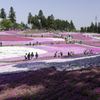 秩父羊山公園の芝桜１