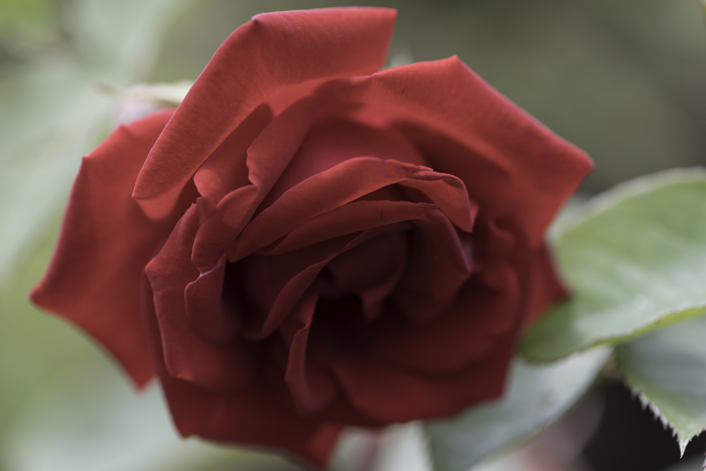 薔薇