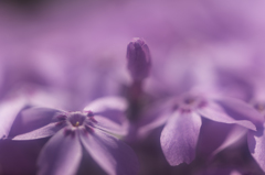 秩父羊山公園の芝桜2