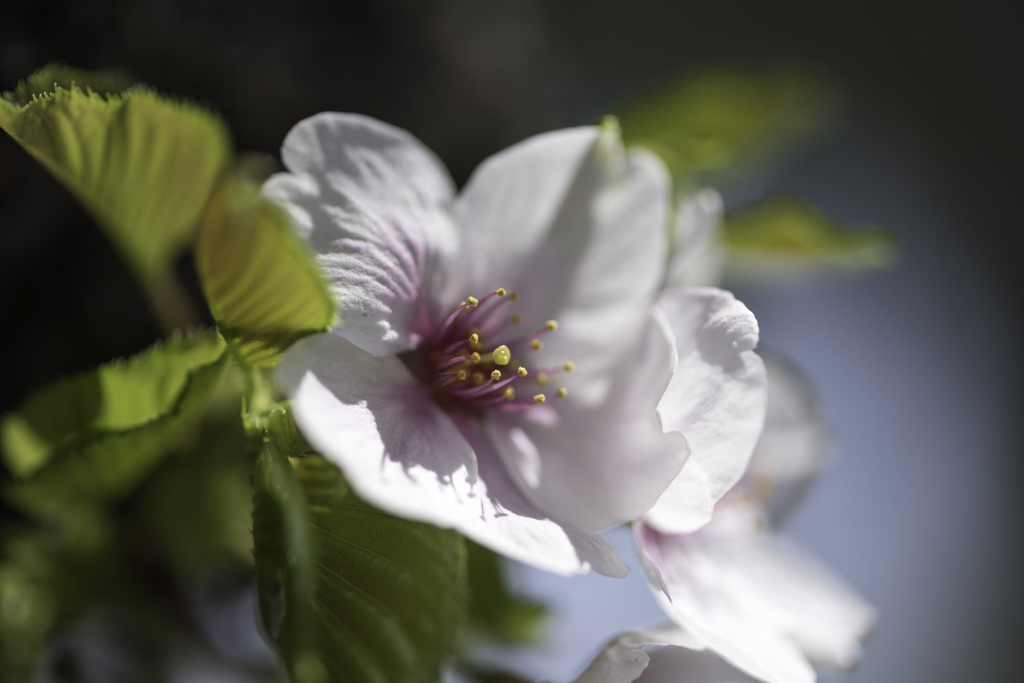桜3