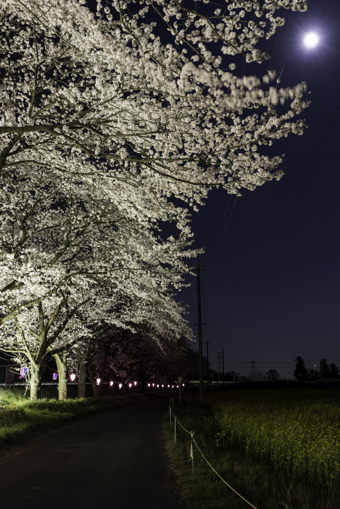 桜4