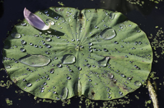 古代蓮の葉と水滴