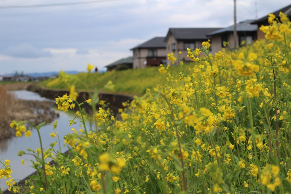 水辺の菜の花