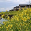 水辺の菜の花