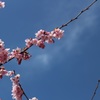 山桜？