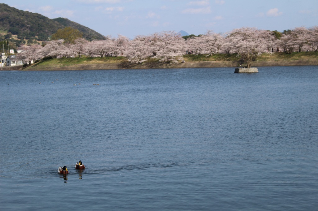 水辺の散歩