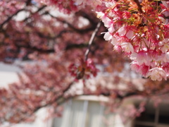 寒桜
