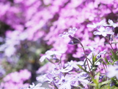 芝桜
