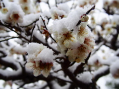 梅と雪