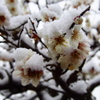 梅と雪
