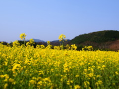 菜の花畑