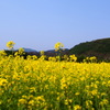 菜の花畑