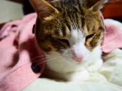 ひとやすみ