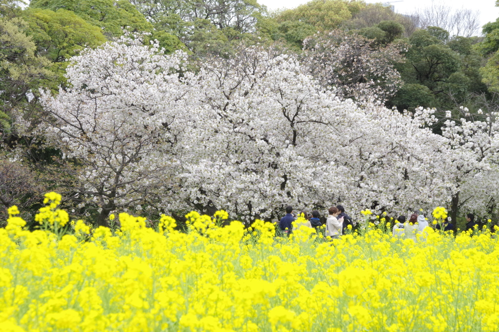 桜