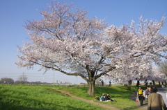 桜