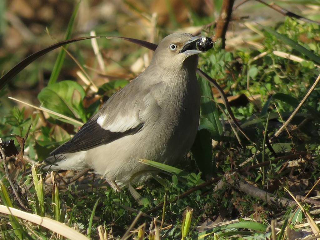 カラムクドリ採餌