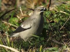 カラムクドリ採餌