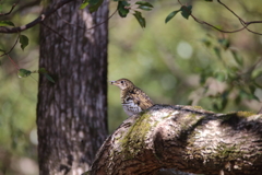 トラツグミ2