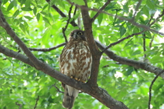アオバズク親鳥
