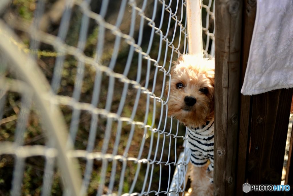 ハマり犬。