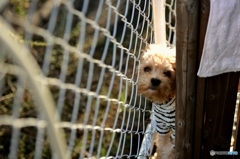 ハマり犬。