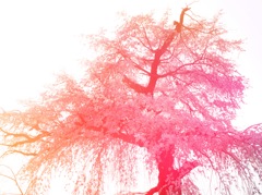 しだれ桜