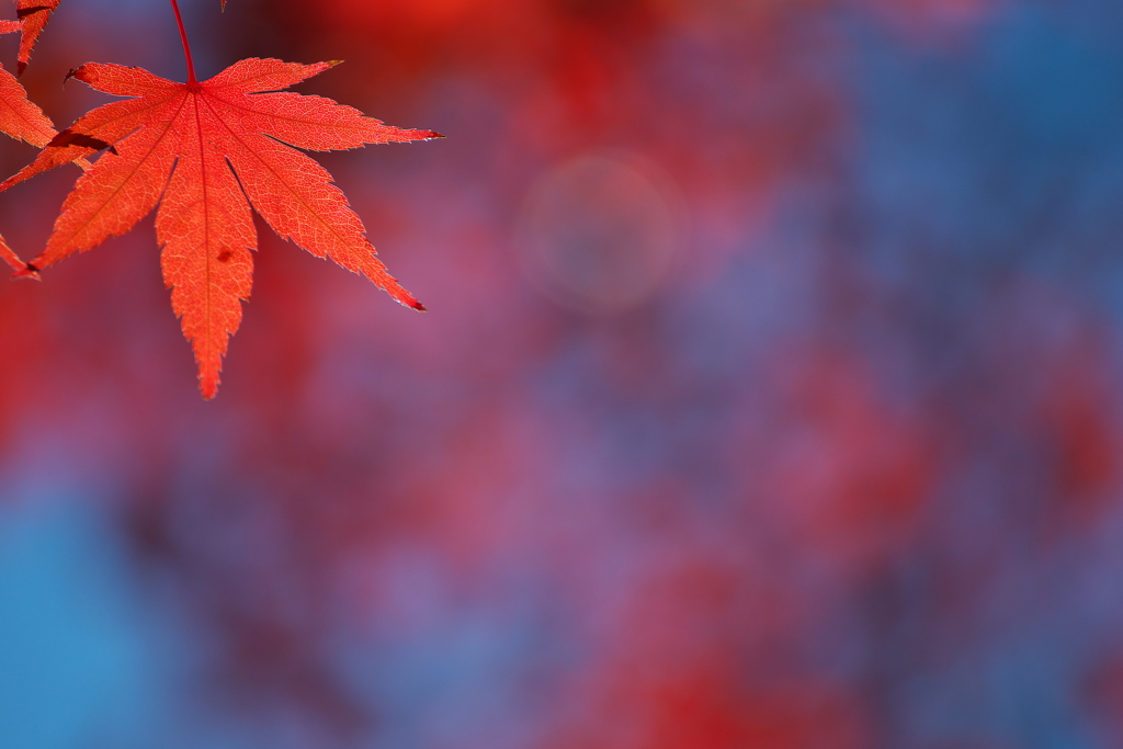 椛の一葉