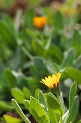 冬の日差しのなかのオレンジの花