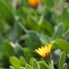 冬の日差しのなかのオレンジの花