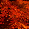 夜の椛