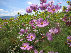 青空と秋桜