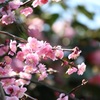 梅