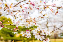 南九州の桜