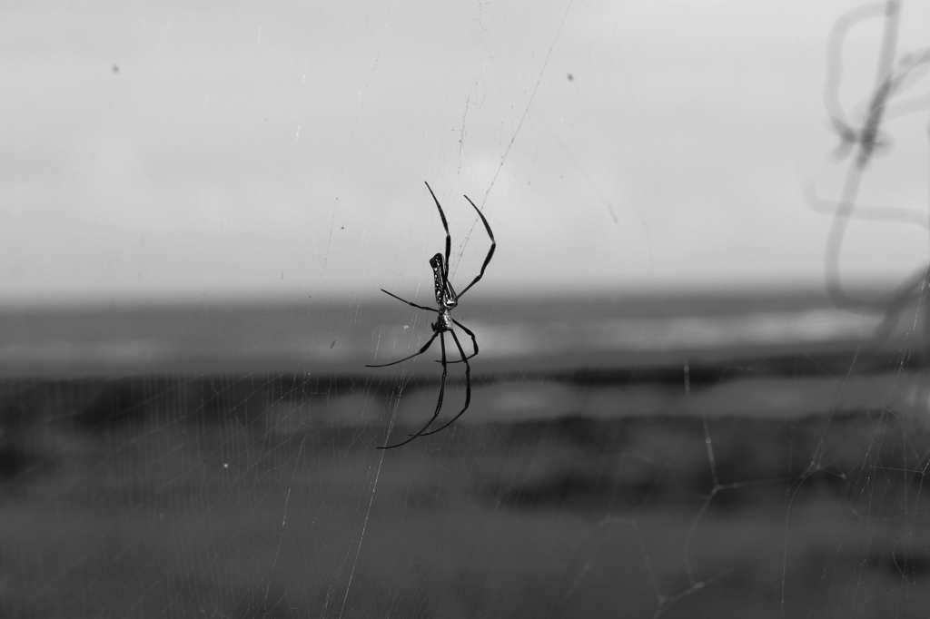 蜘蛛の哀愁
