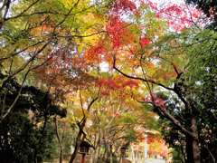 大原野神社_08