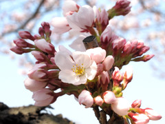 桜_07