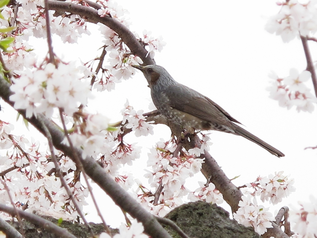 ヒヨドリと桜