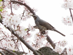 ヒヨドリと桜