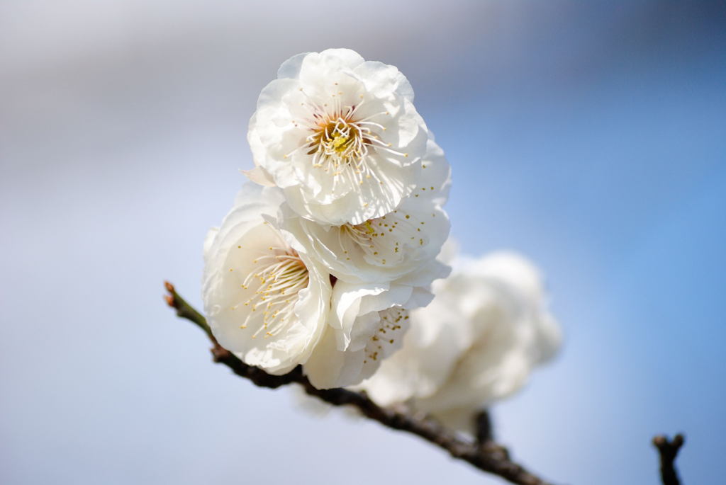桜_01