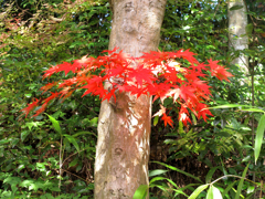 紅葉-09