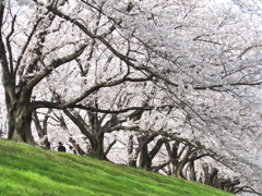 八幡淀川河川公園02