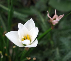 可憐な花