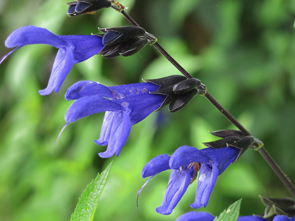 道で見つけた草花-02