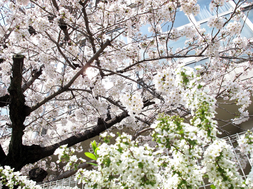 桜_04