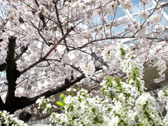 桜_04
