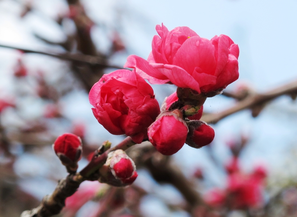 桜-04
